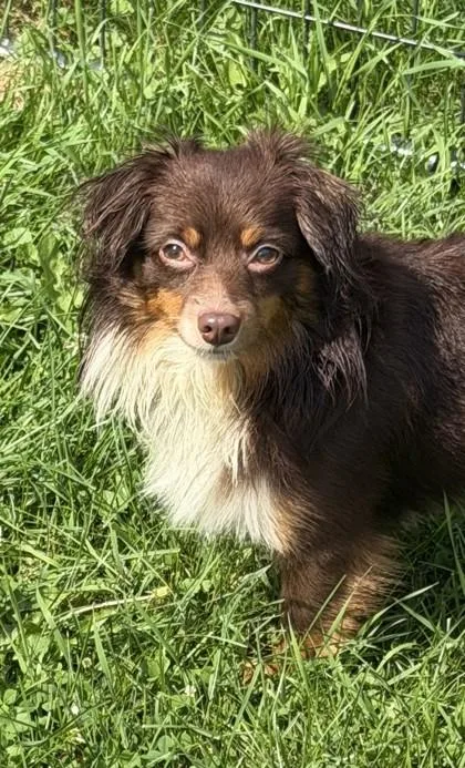 Koa