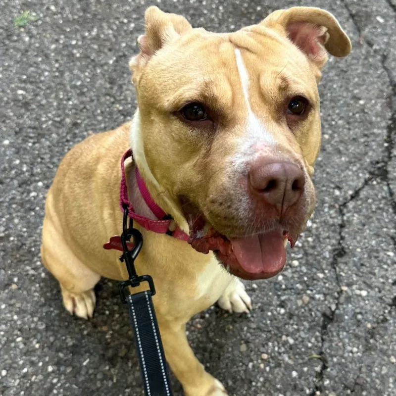 An adult medium-sized female Apricot / Beige Pit Bull Terrier dog named Raya for adoption in Warren, OH