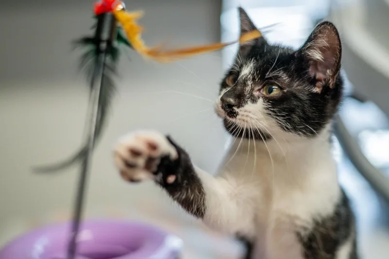 A young small-sized male Black & White / Tuxedo Domestic Short Hair cat named Sawyer for adoption in Hilton Head Island, SC