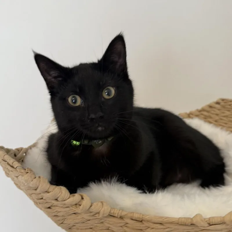A young medium-sized male Domestic Short Hair cat named John Lennon for adoption in Chattanooga, TN