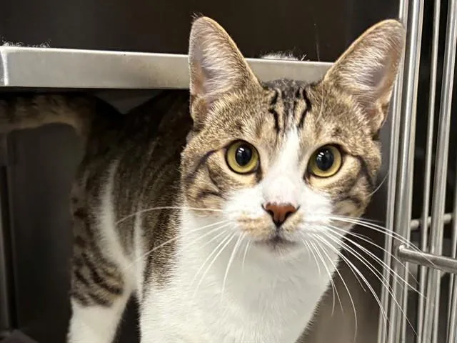 An adult small-sized male Domestic Short Hair cat named Palmer for adoption in Santa Rosa, CA