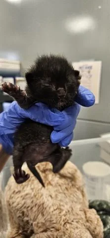 A baby small-sized male Domestic Short Hair cat named Arthur for adoption in San Martin, CA