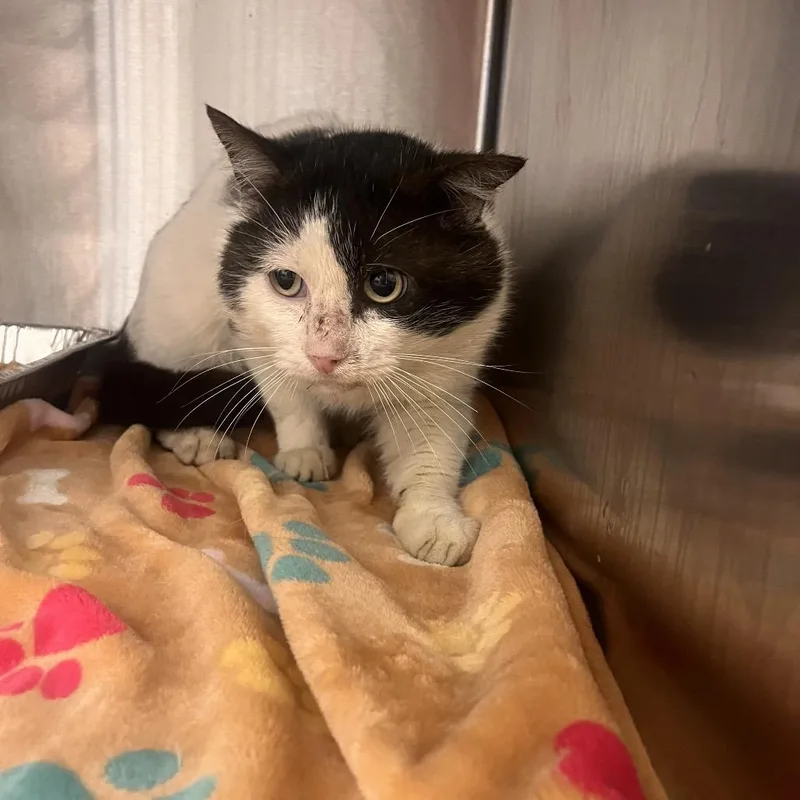 A senior medium-sized male White Domestic Short Hair cat named Slick for adoption in Bentonville, AR