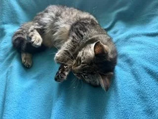 A young medium-sized female Tabby (Brown / Chocolate) Domestic Short Hair cat named Missy for adoption in Fairfax, VA