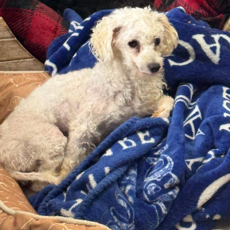 An adult small-sized female White / Cream Bichon Frise dog named London for adoption in Normal, IL