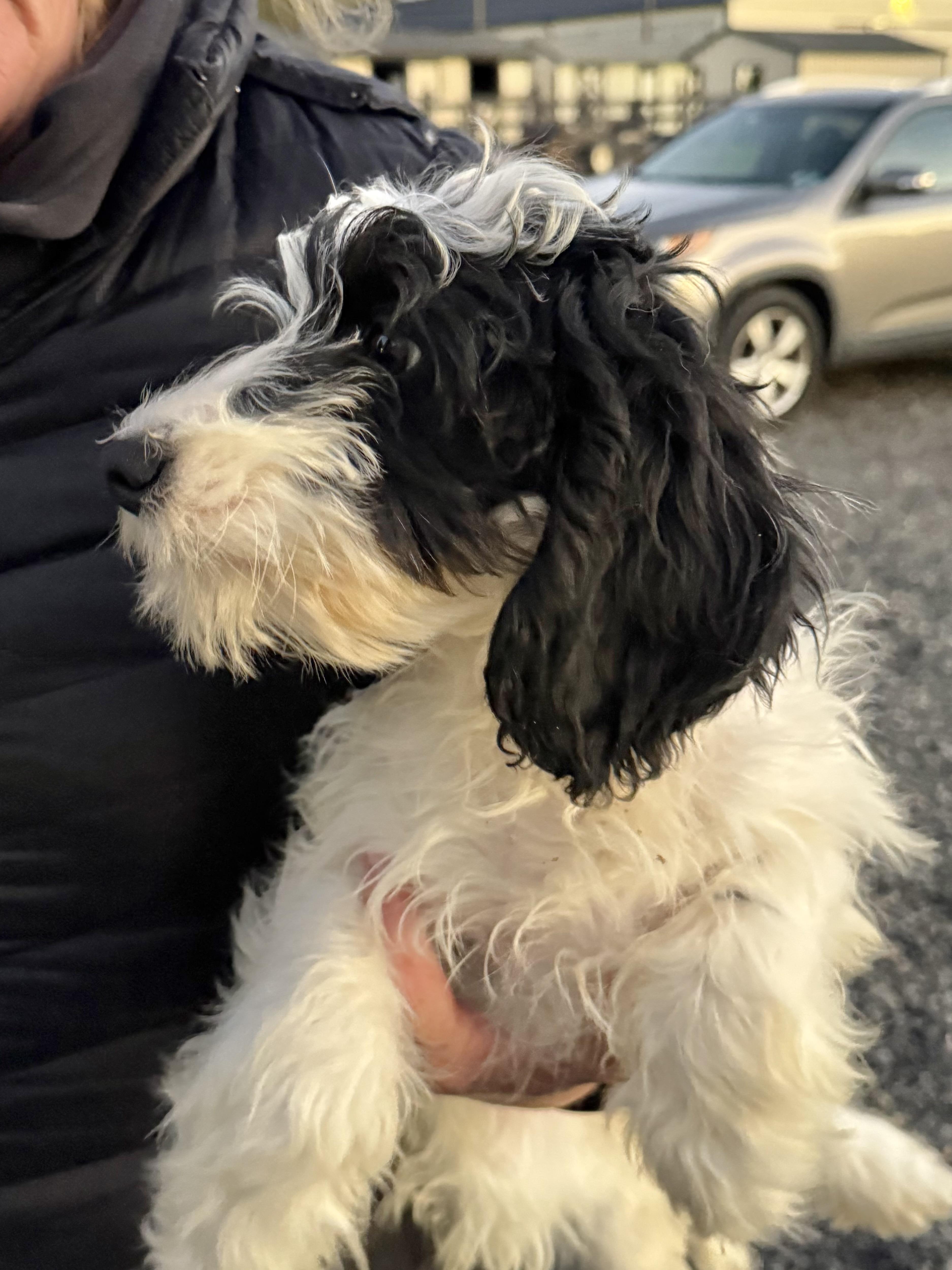 A baby small-sized female Miniature Poodle dog named Blossom for adoption in Havertown, PA