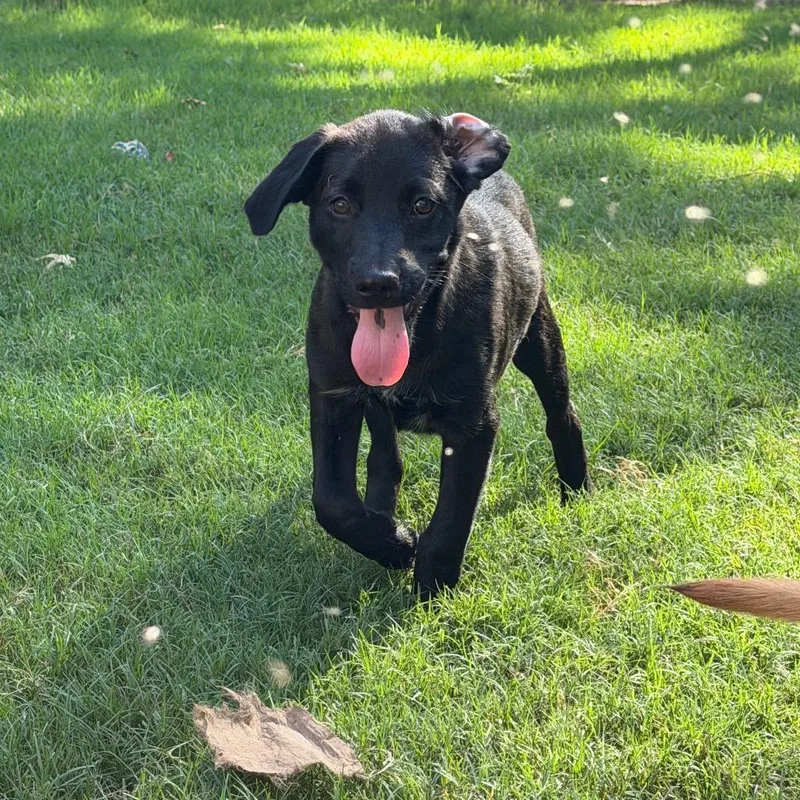 Mocha