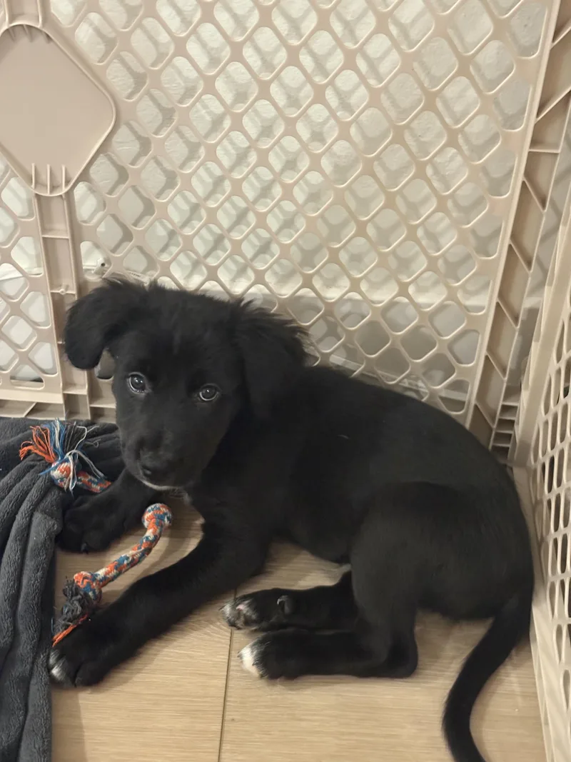 A baby small-sized male Border Collie dog named Ziggy for adoption in Discovery Bay, CA