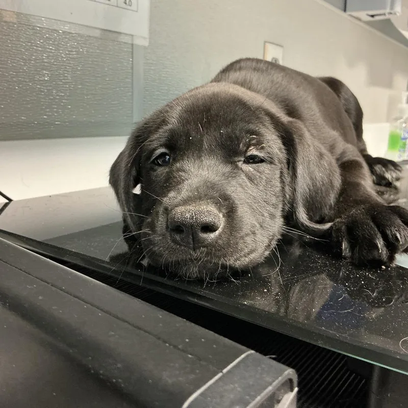 A baby small-sized male Black Labrador Retriever dog named Earl for adoption in St Joseph, MO