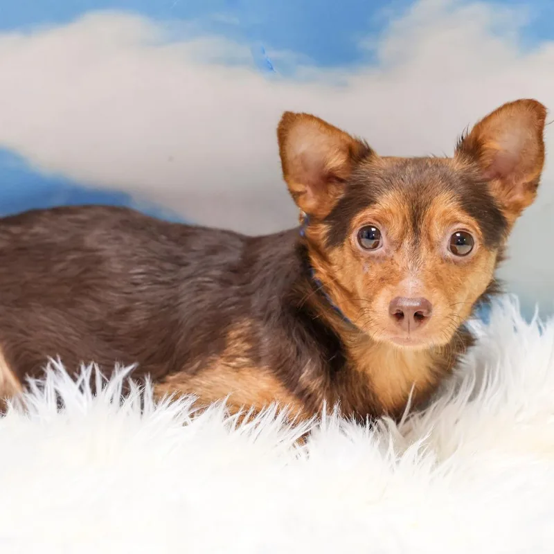An adult small-sized male Red / Chestnut / Orange Chihuahua dog named Sippy for adoption in Casa Grande, AZ