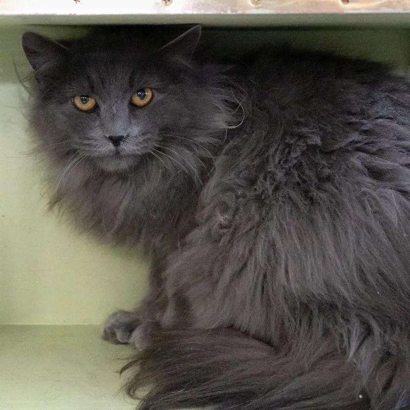 A young medium-sized male Gray / Blue / Silver Domestic Long Hair cat named Cloudjumper for adoption in McKean, PA