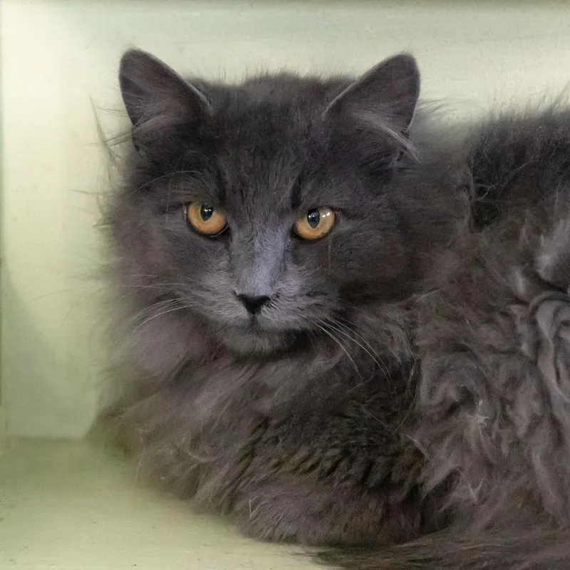 Cloudjumper thumbnail 2