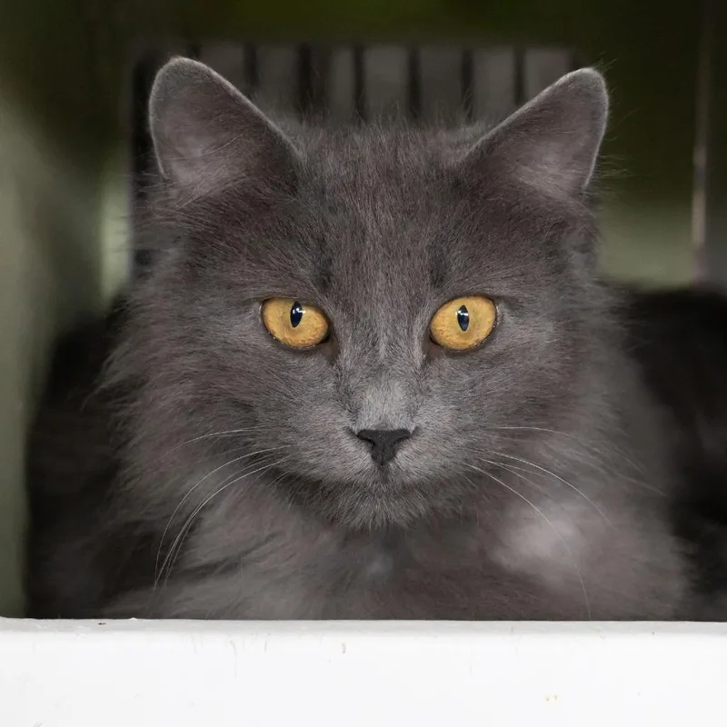 Cloudjumper thumbnail 3