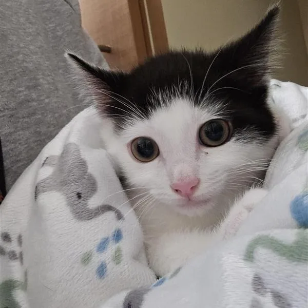 A baby medium-sized male Black Domestic Short Hair cat named Michelangelo for adoption in Prince Frederick, MD