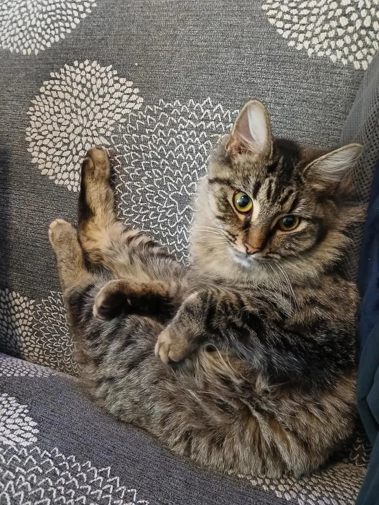 Aziza
