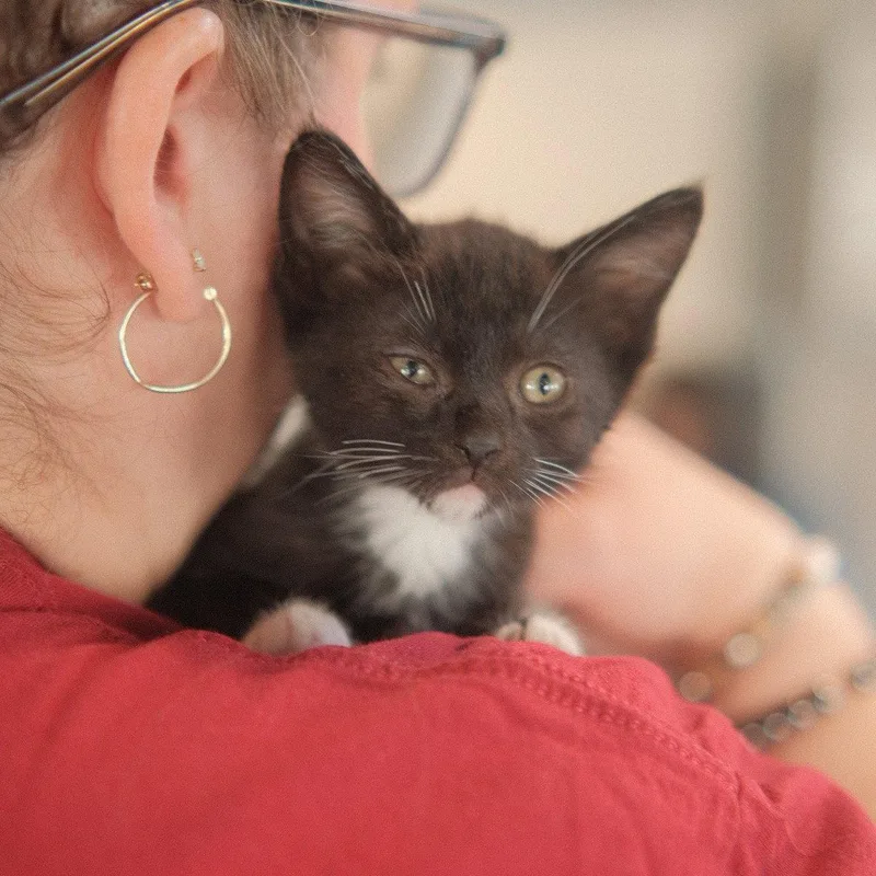 A baby medium-sized female Black & White / Tuxedo Domestic Short Hair cat named Raya for adoption in San Jose, CA