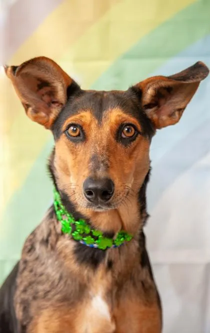 A baby large-sized female German Shepherd Dog dog named Jilly for adoption in Dothan, AL