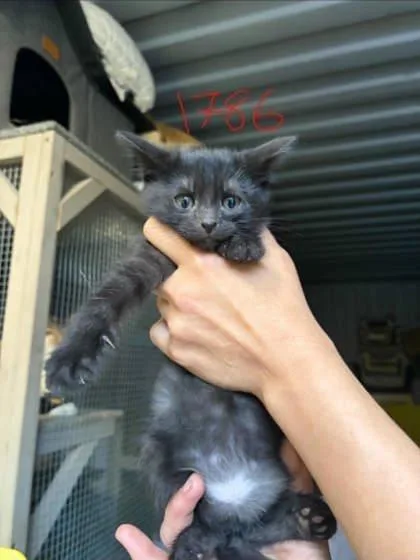 A baby small-sized female Domestic Short Hair cat named Smoke for adoption in East Montpelier, VT
