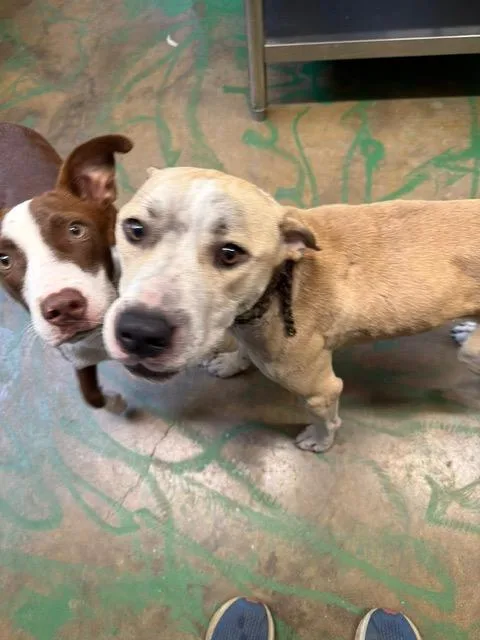 A young medium-sized male Mixed Breed dog named Chane for adoption in Brookhaven, MS