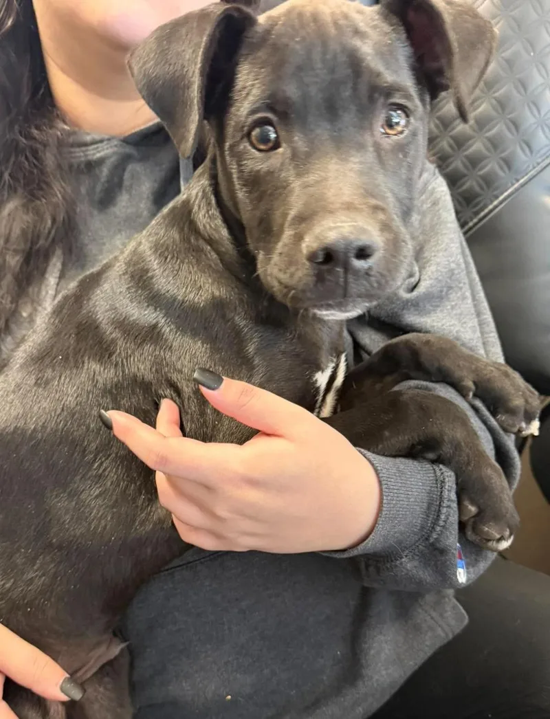 A baby small-sized male Labrador Retriever dog named Found stray: Coal for adoption in Rockwall, TX