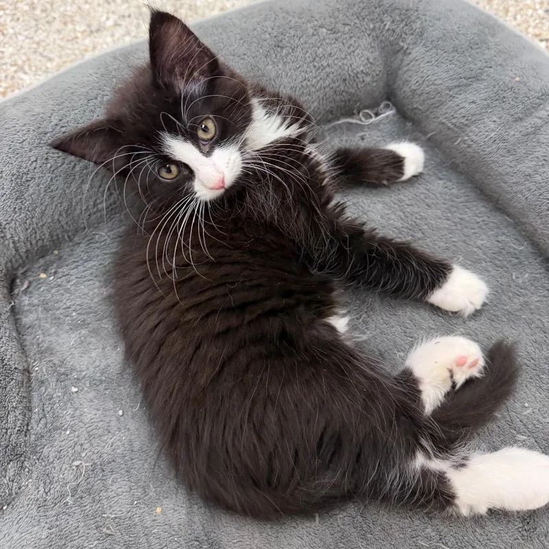 A baby small-sized male Black Domestic Short Hair cat named Bam for adoption in Detroit Lakes, MN
