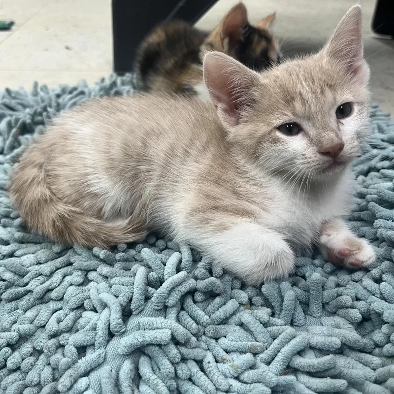 A baby small-sized female Buff / Tan / Fawn Domestic Short Hair cat named Meredith for adoption in Melrose, FL