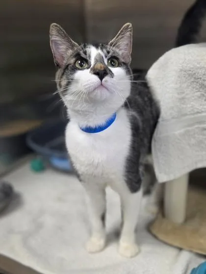 A young medium-sized male Domestic Short Hair cat named Titan for adoption in Westland, MI