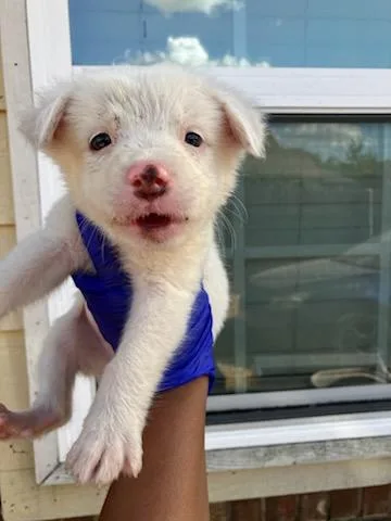 A baby medium-sized female Mixed Breed dog named Lana Loud for adoption in Dallas, TX