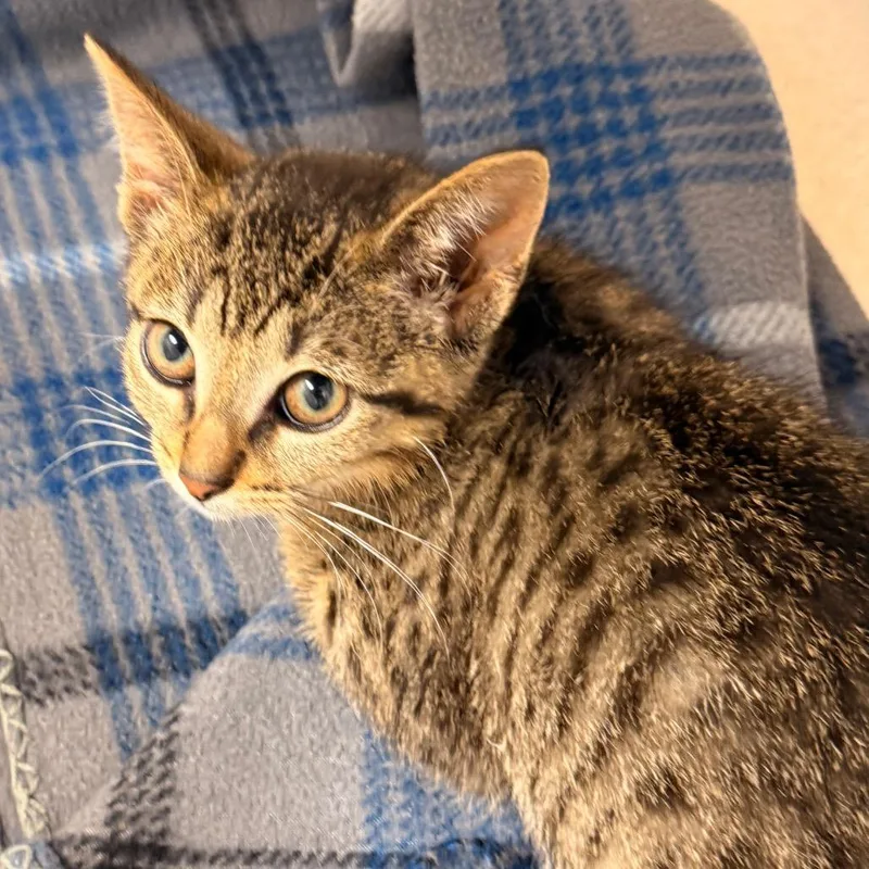 A baby small-sized female Brown / Chocolate Domestic Short Hair cat named Rabbit for adoption in Evansville, IN