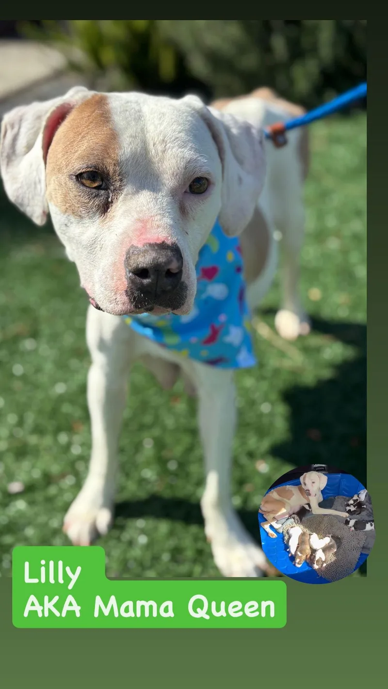 Lilly Aka Mama Queen thumbnail 2