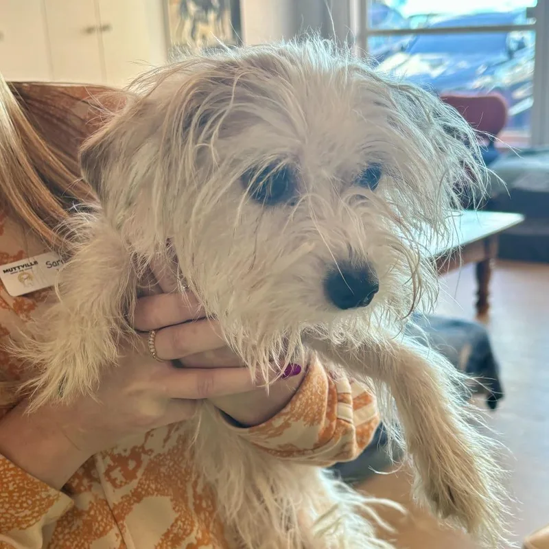 A senior small-sized female White / Cream Terrier dog named Mermaid for adoption in San Francisco, CA