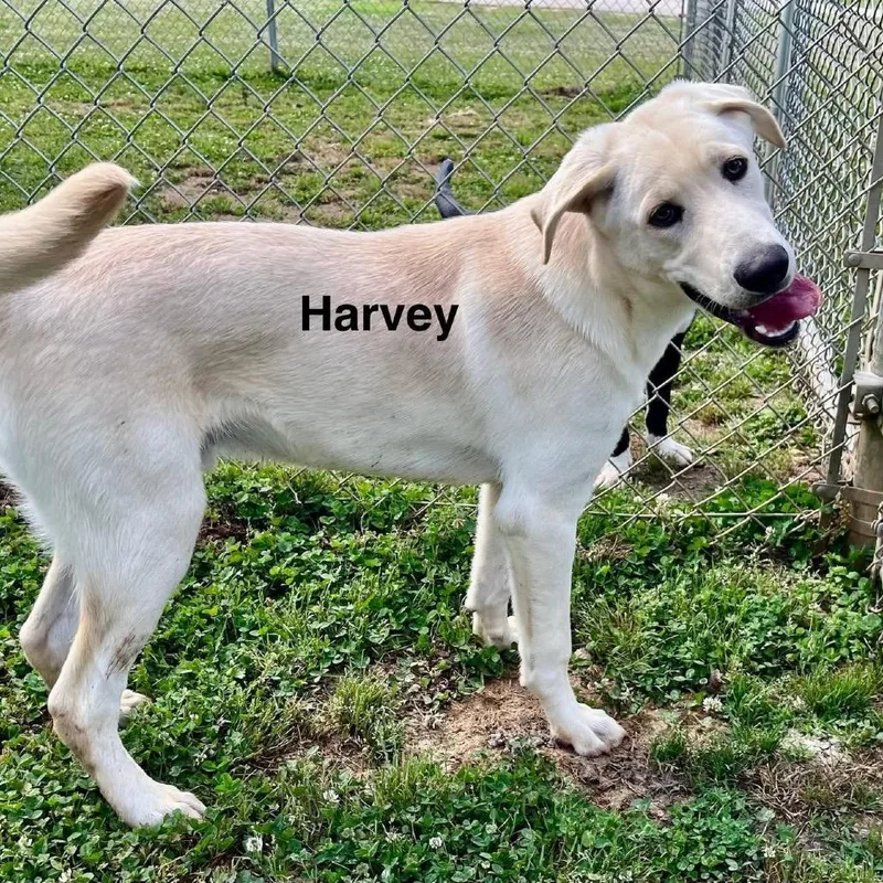 A young medium-sized male Yellow / Tan / Blond / Fawn Mixed Breed dog named Harvey for adoption in Alexandria, VA