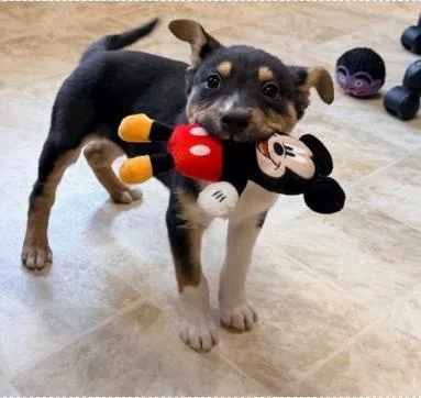 A baby medium-sized male Mixed Breed dog named Maverick for adoption in West Chester, PA