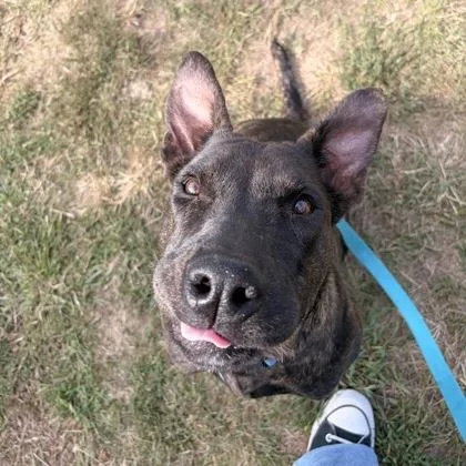 A young large-sized female Mixed Breed dog named Venus for adoption in Merriam, KS