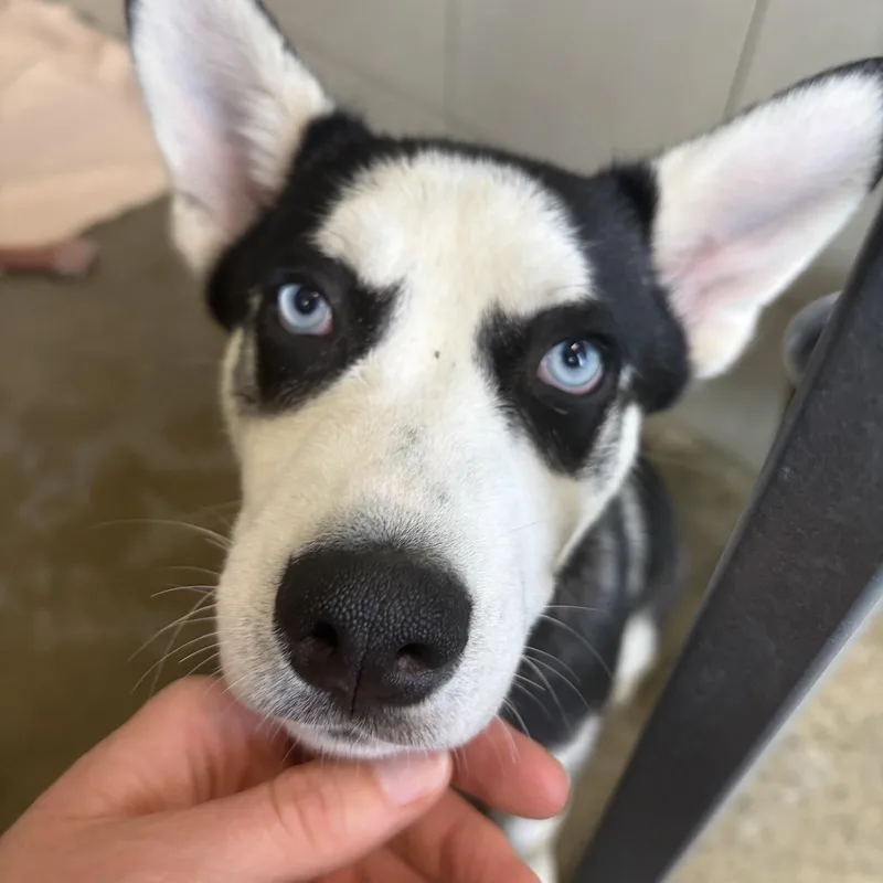 A baby medium-sized male Husky dog named Bubbles for adoption in Seneca, PA