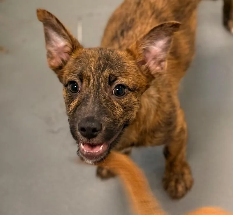 A baby small-sized male Brindle Terrier dog named Flik for adoption in Van Nuys, CA