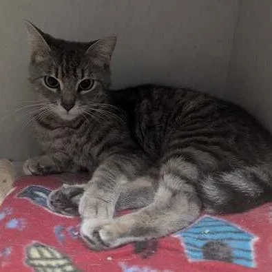 A young medium-sized female Gray / Blue / Silver Domestic Short Hair cat named Nectarine for adoption in Dayton, OH