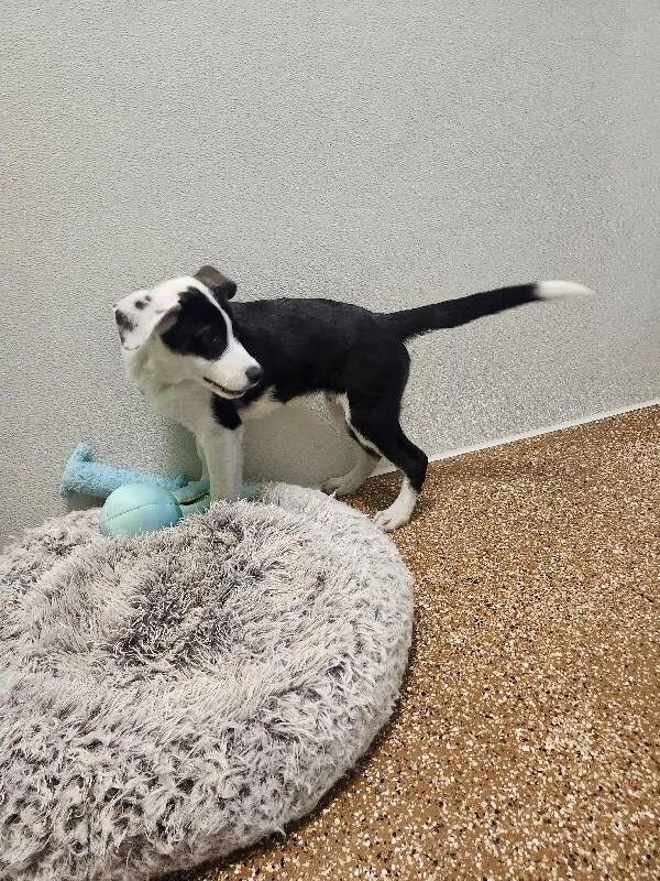 A young medium-sized male Tricolor (Brown, Black, & White) Husky dog named Donald for adoption in Jackson, TN