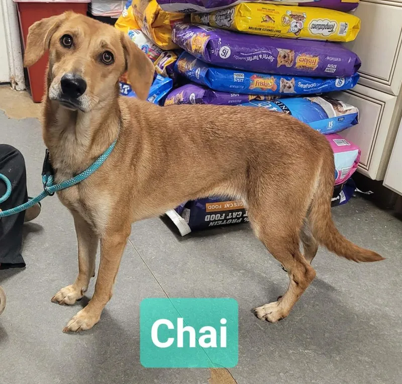 Chai