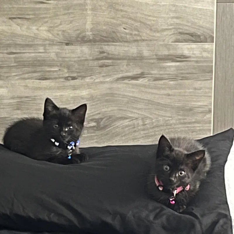 A baby medium-sized female Domestic Short Hair cat named Pixie for adoption in Forney, TX