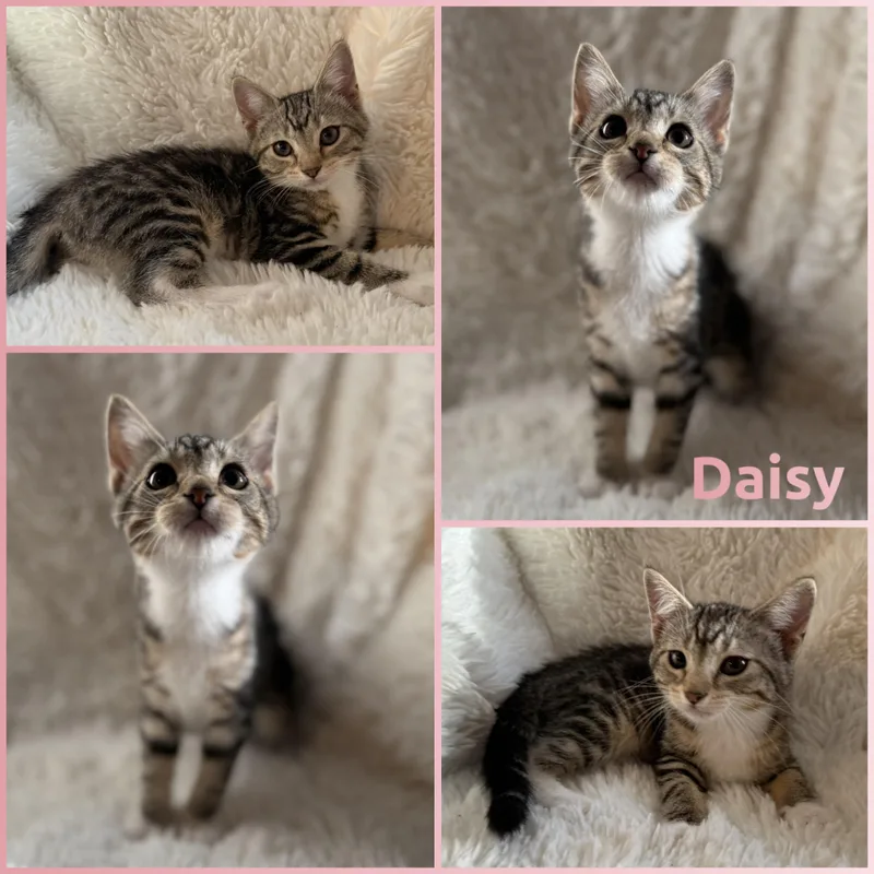 A baby small-sized female Tabby (Buff / Tan / Fawn) Domestic Short Hair cat named Daisy for adoption in Louisville, KY