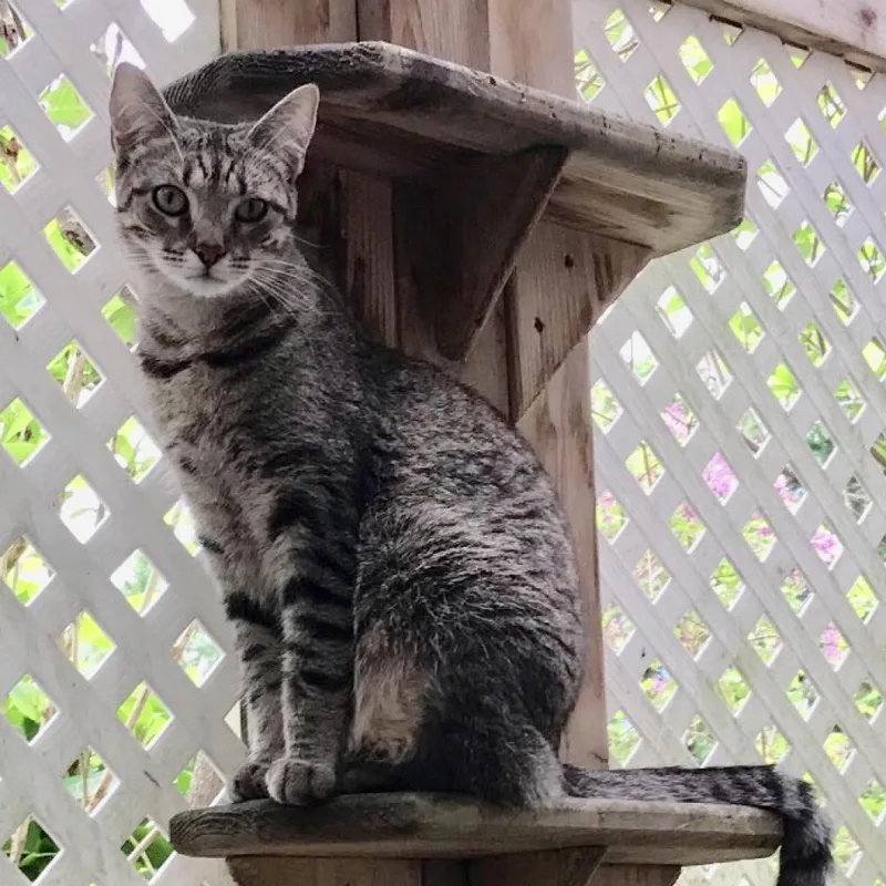 Buttercup thumbnail 2