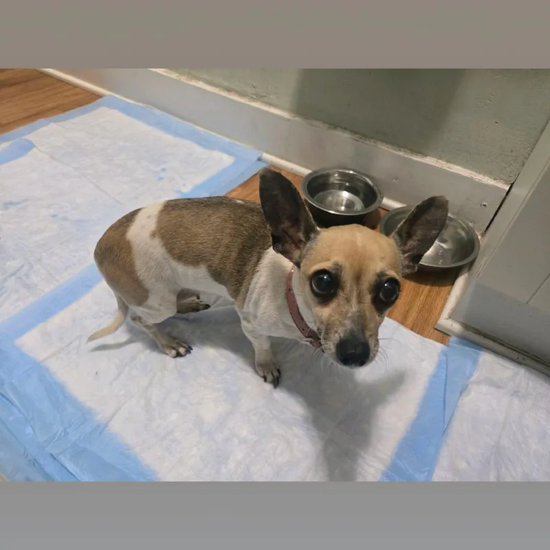 Little Mouse thumbnail 2