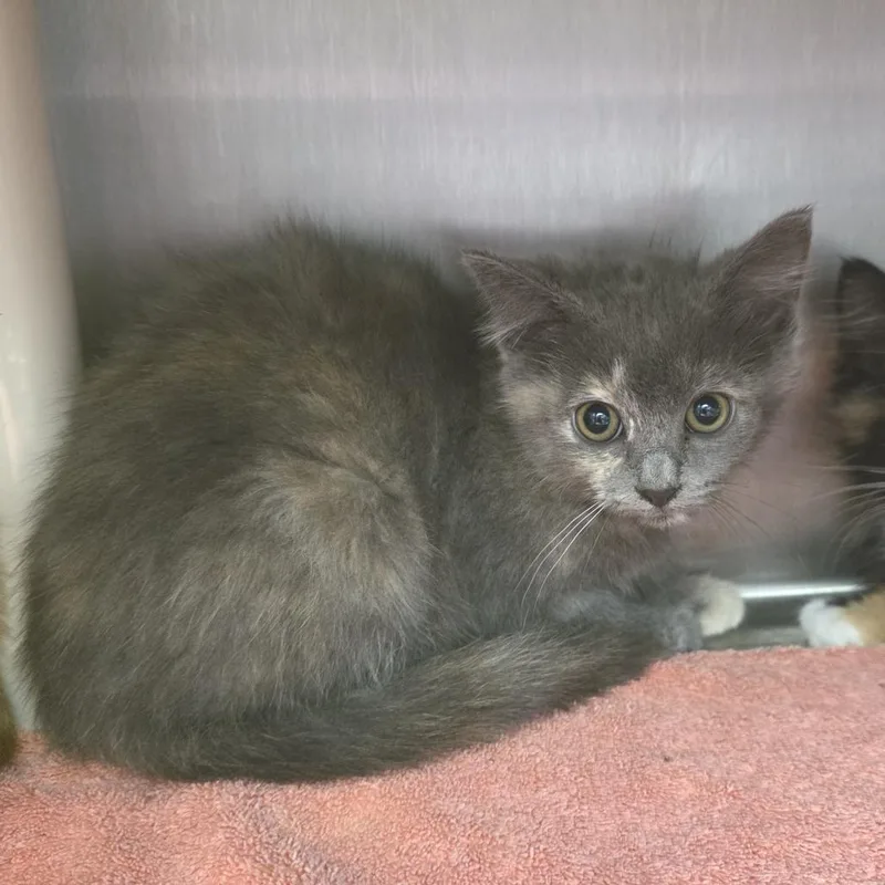 A baby small-sized female Tortoiseshell Domestic Long Hair cat named Adrian Balboa for adoption in Fort Wayne, IN