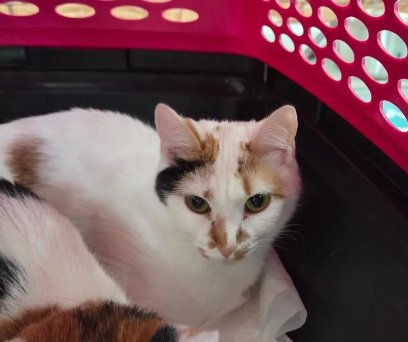 An adult medium-sized female White Dilute Calico cat named Captain for adoption in MOUNT AIRY, NC
