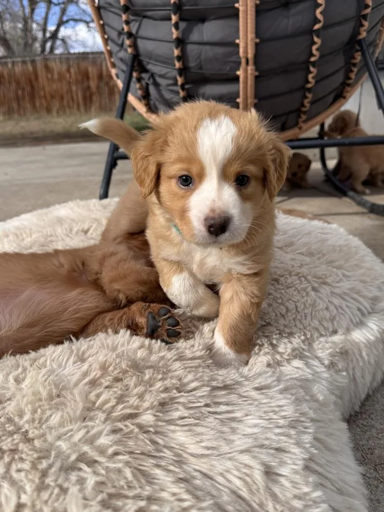 Chelios  Arrow thumbnail 3