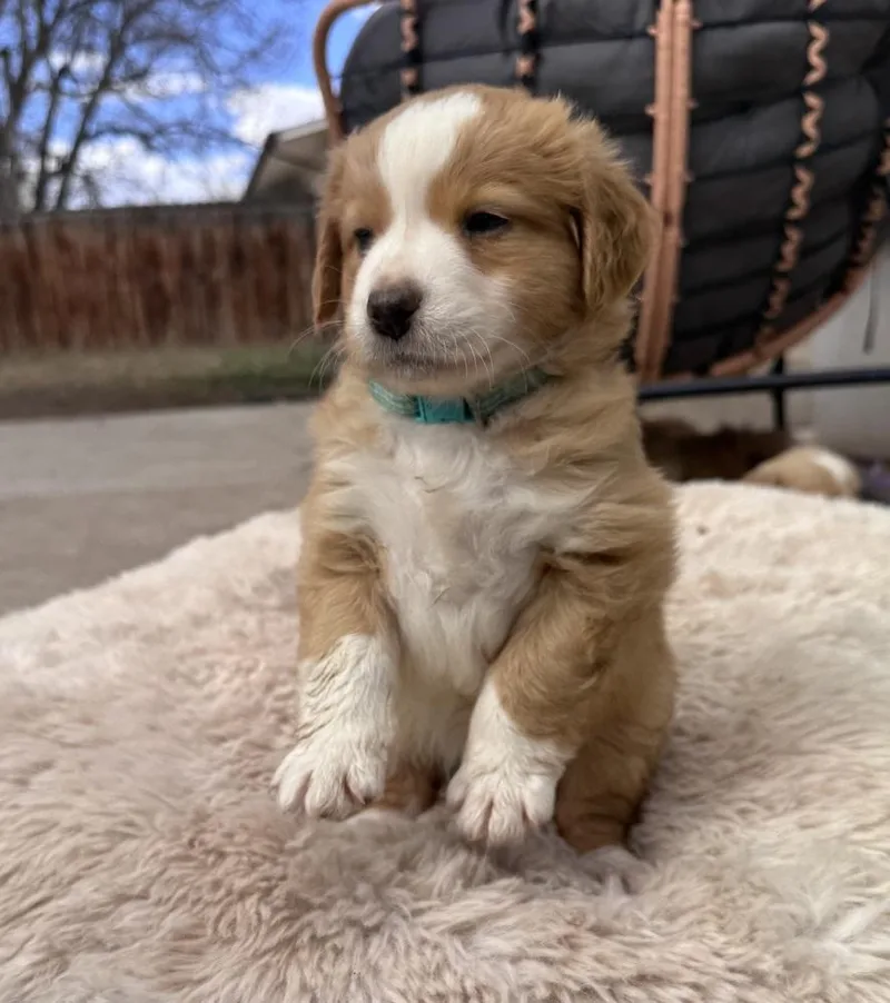 Chelios  Arrow thumbnail 4