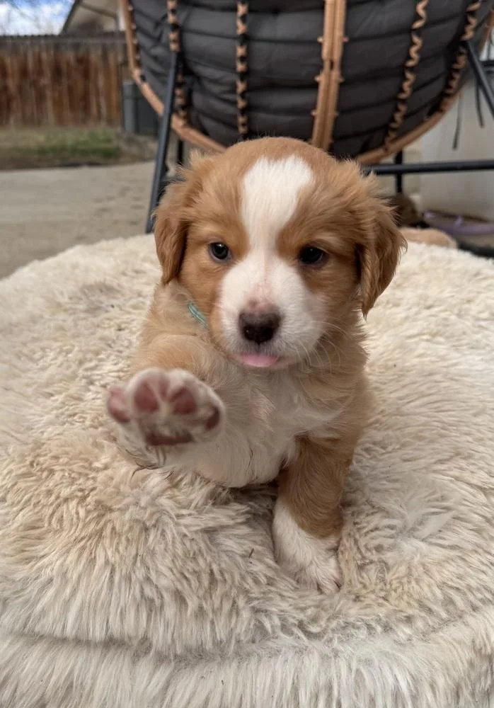 Chelios  Arrow thumbnail 6