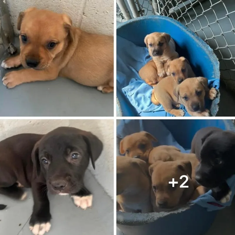 A baby medium-sized male Brown / Chocolate Labrador Retriever dog named Storm  Male for adoption in Fairfax Station, VA