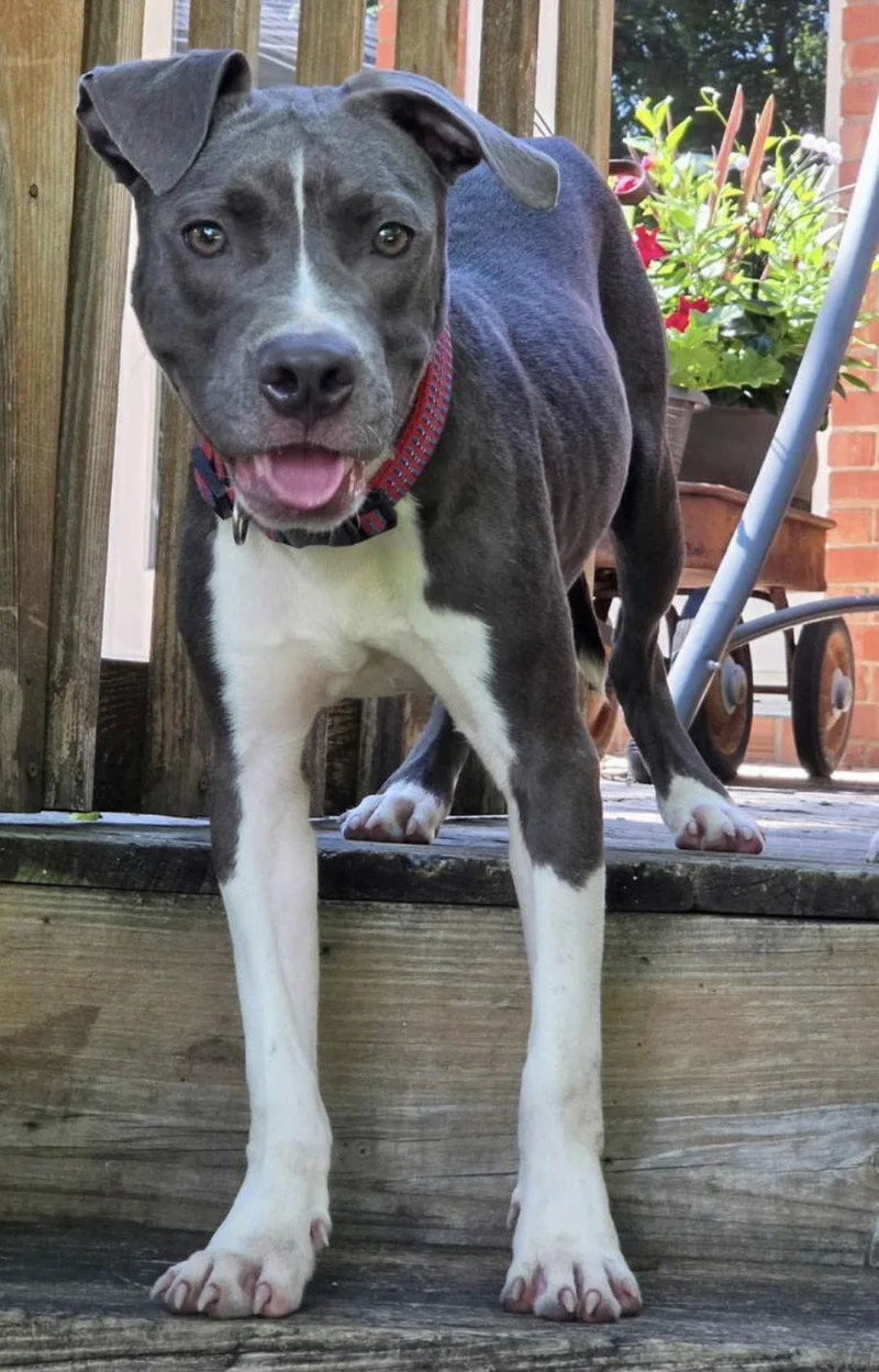 A baby medium-sized male Pit Bull Terrier dog named Hei Hei for adoption in Germantown, OH